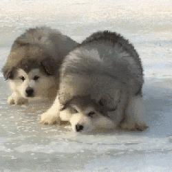 阿拉斯加雪橇犬饲养方法图解大全,阿拉斯加犬饲养注意事项和禁忌