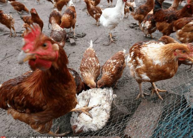 鸡啄癖的原因,鸡啄肛的原因及防治方法