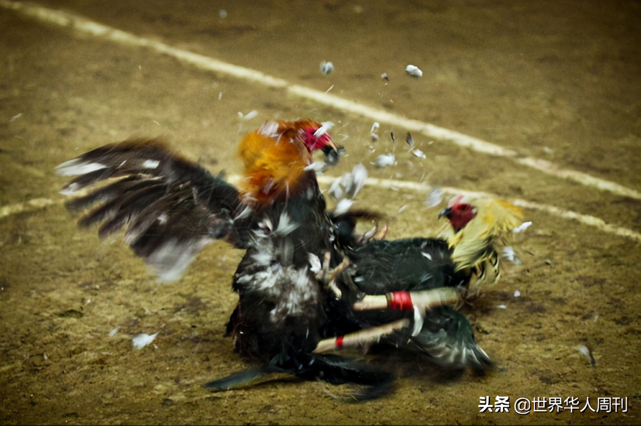 菲律宾一警察被一只公鸡杀死,斗鸡与菲律宾斗鸡打架