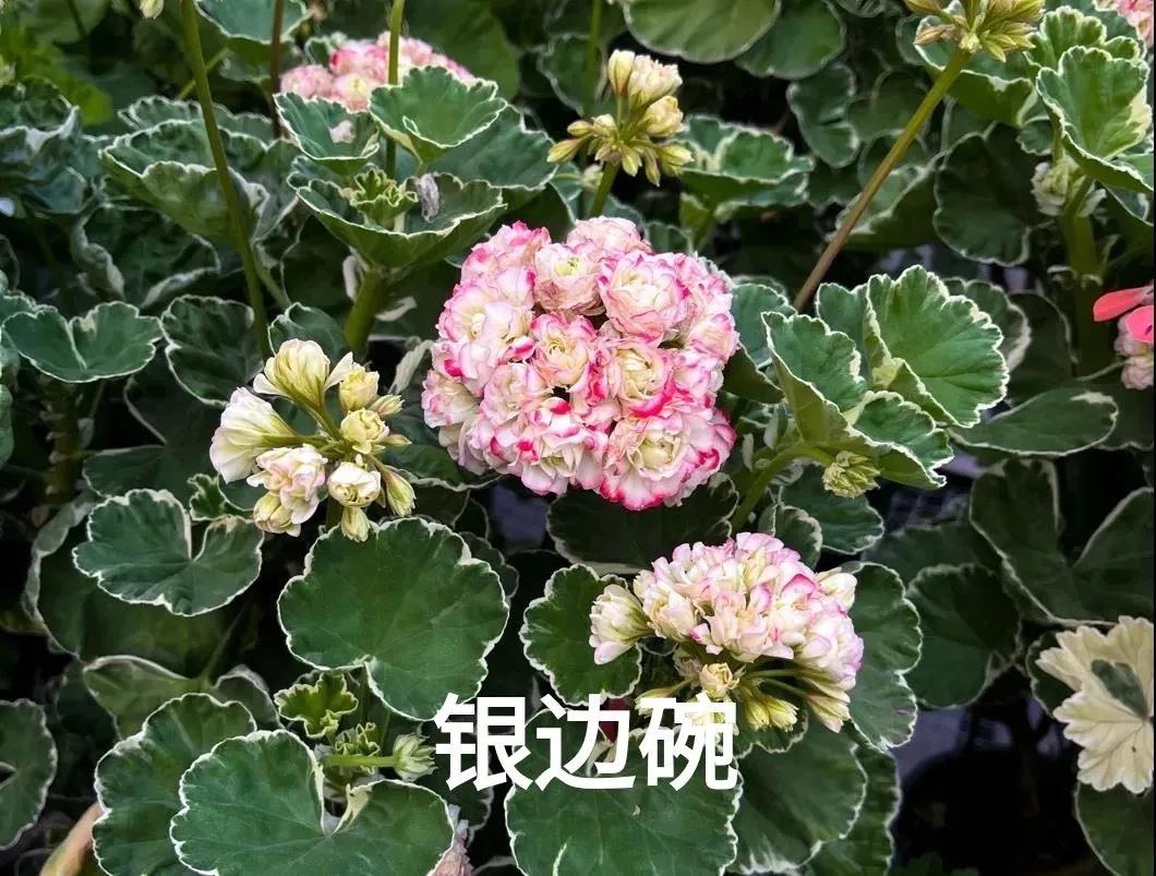 阳台天竺葵容易爆花品种,天竺葵最能开花的品种