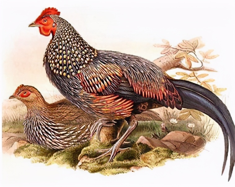 为什么母鸡没公鸡能生蛋,为什么母鸡没有公鸡公鸡不能下蛋