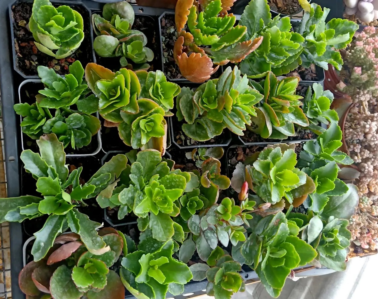 秋天扦插花苗,秋天扦插的小苗