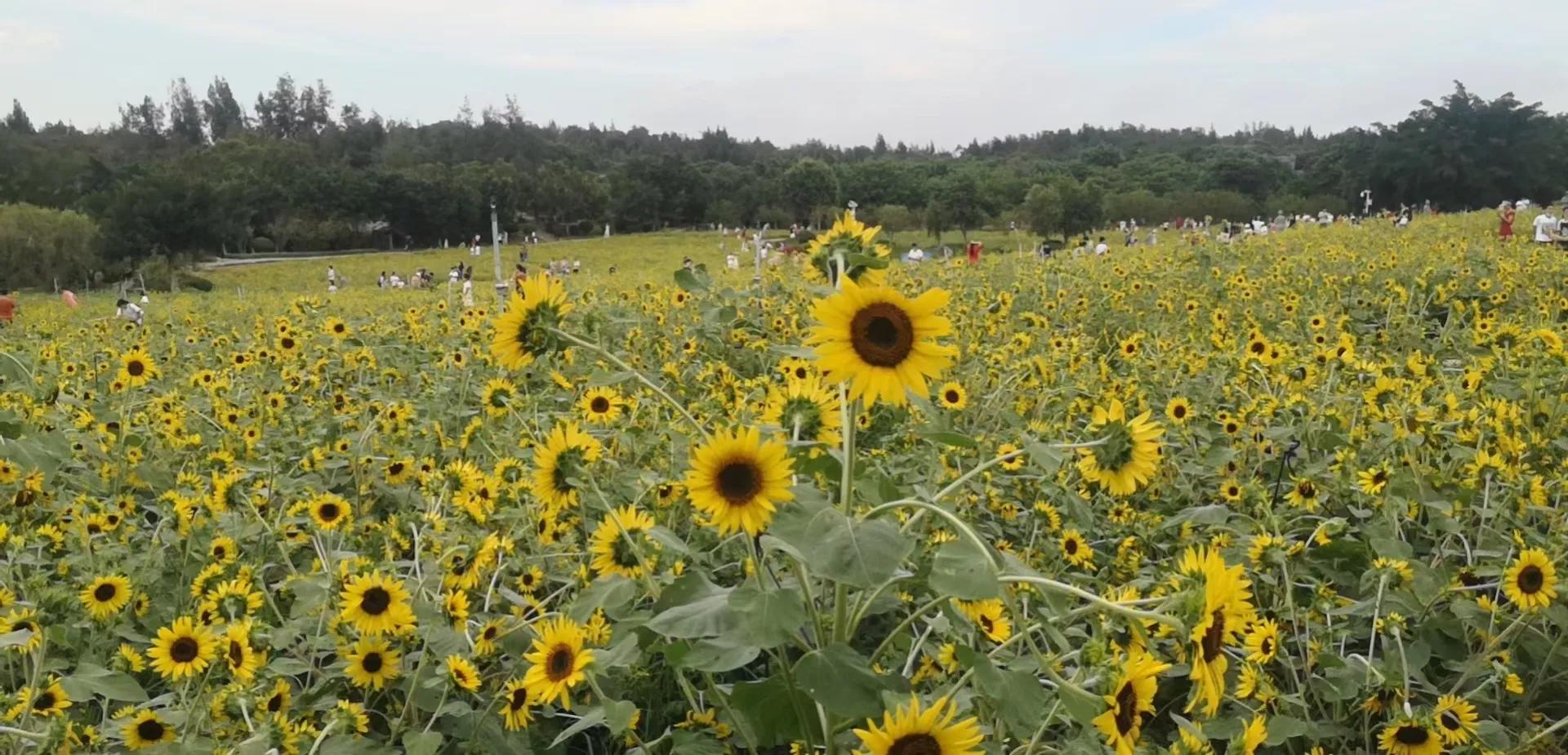 厦门香山有什么风景,厦门翔安必去8个景点香山