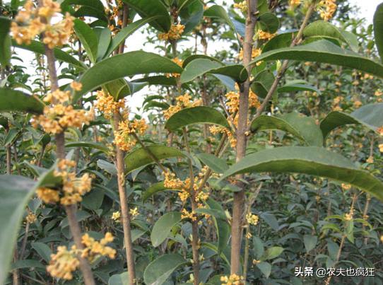 如何分辨老金桂和金桂品种,如何区分金桂和四季桂