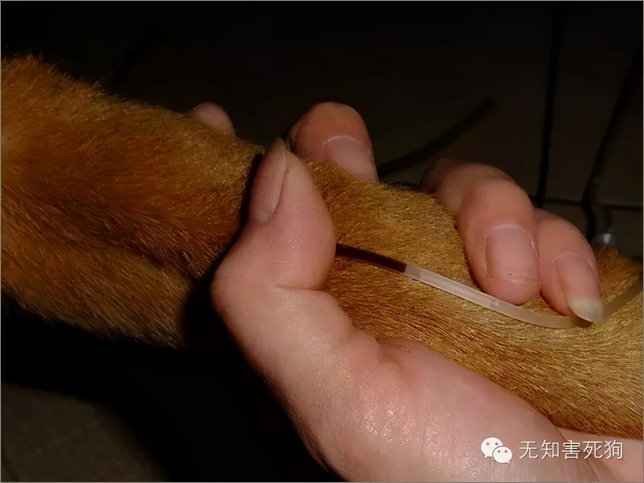 怎么给小狗打针打吊瓶,在家怎么给小狗狗打疫苗