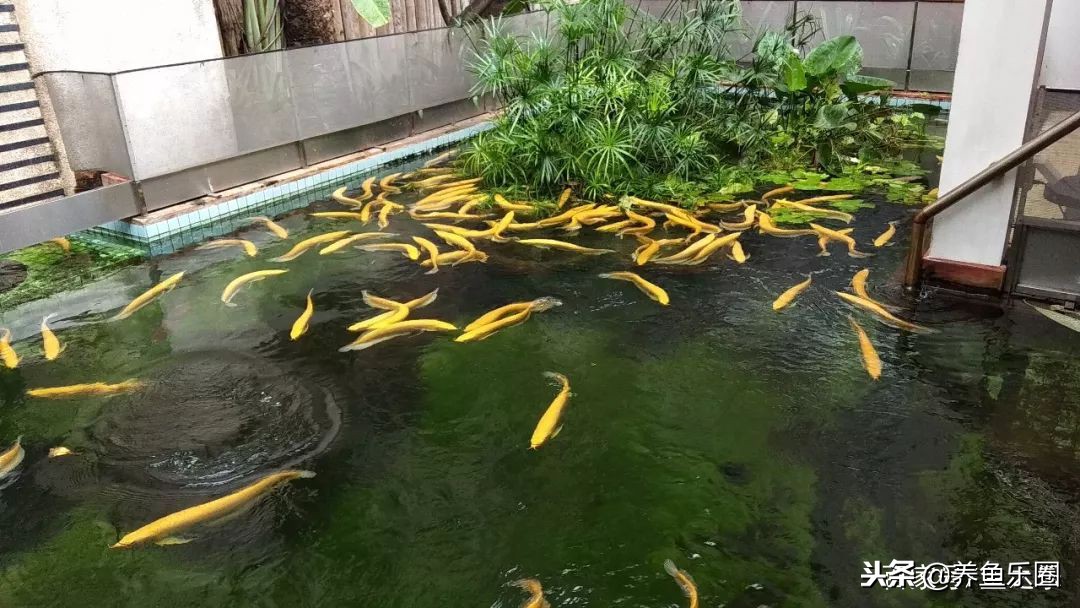 这位土豪家的渔场,光滤材就花了500多万,你确定不要见识一下?