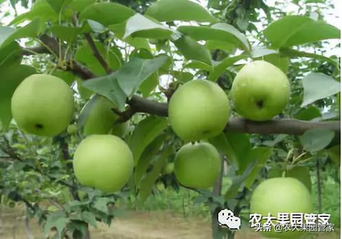 种植新品种果树苗一手货源,各种新品种果树苗木一手货源