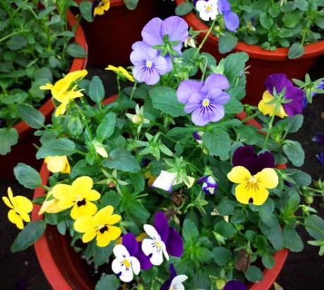 这5种花再好看也别乱养,1月份最好养好看的5种花