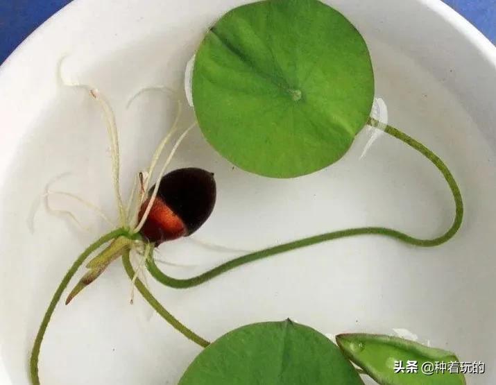 碗莲长出八个叶子什么时候能开花,碗莲叶子怎么竖不起来老浮在水面