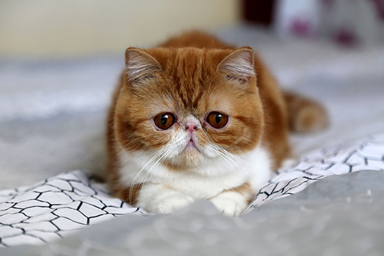 加菲猫如何养猫,加菲猫如何才能养好它