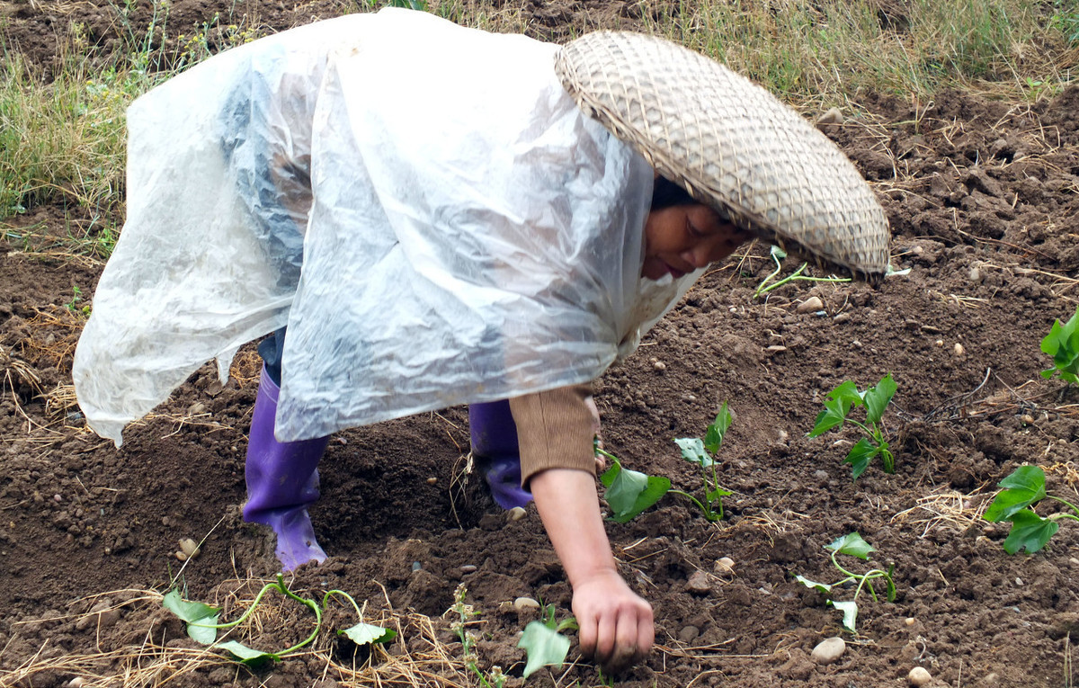 红薯苗栽种后打封闭药,网购红薯苗成活率高吗