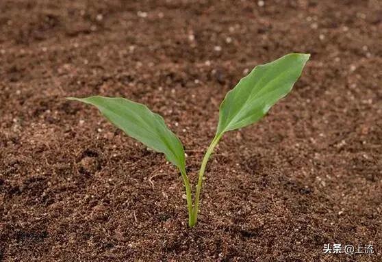 山东省到底有多强大,山东对中国的贡献有多大