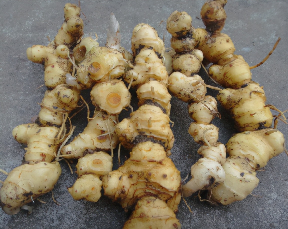 挖野生老虎姜,黄精又名老虎姜也叫仙人余粮