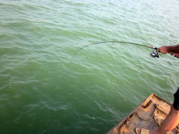 黑坑清江鱼钓鱼技巧和方法,网箱钓鱼技巧视频教程