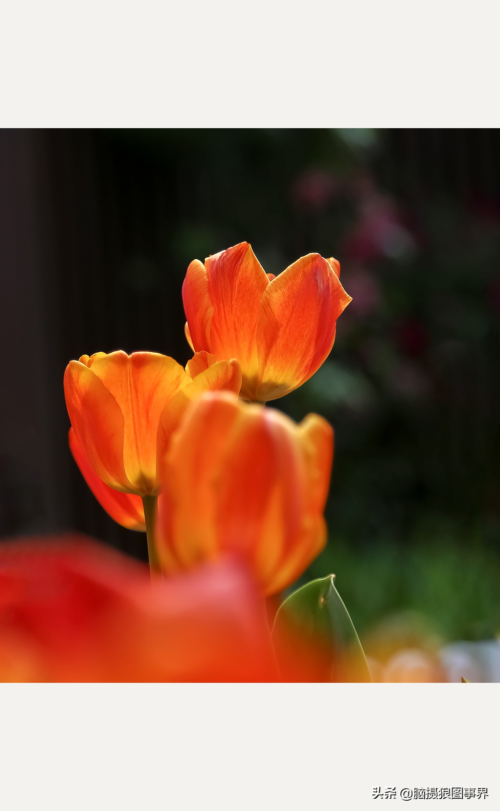 佳能24105红圈镜头测评,佳能24105红圈镜头价位