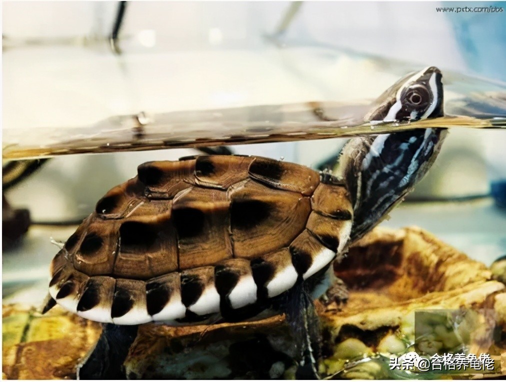 龟缸鱼腥味正常吗,龟缸有点腥气味正常吗