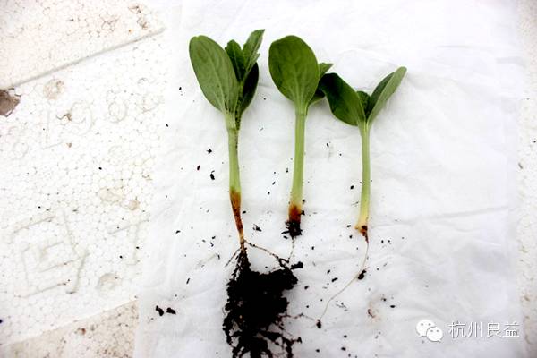西瓜病虫害一本通表,西瓜红薯种植病虫害防治