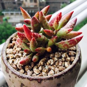 水泡系列的多肉有哪些,盘点七大常见的迷你小多肉