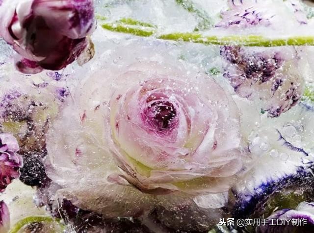 鲜花摄影作品欣赏,高清鲜花美图