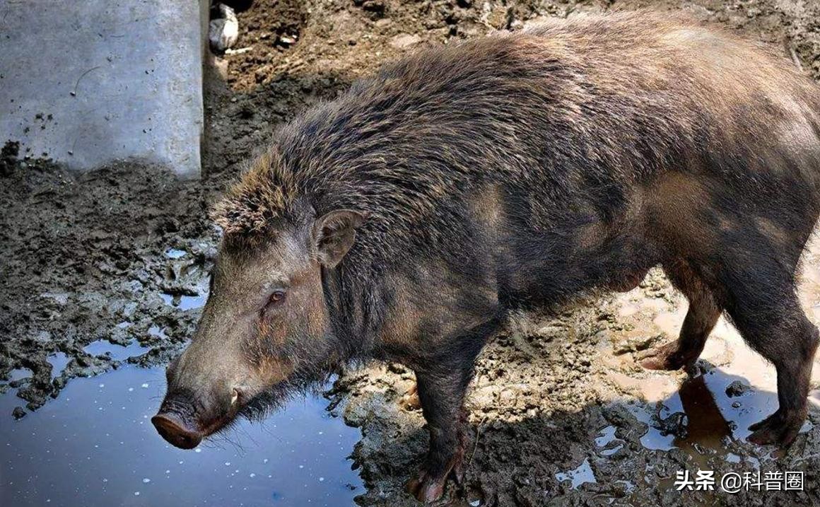 目前国内野猪泛滥的情况怎么样了,野猪泛滥成灾真的有必要保护吗