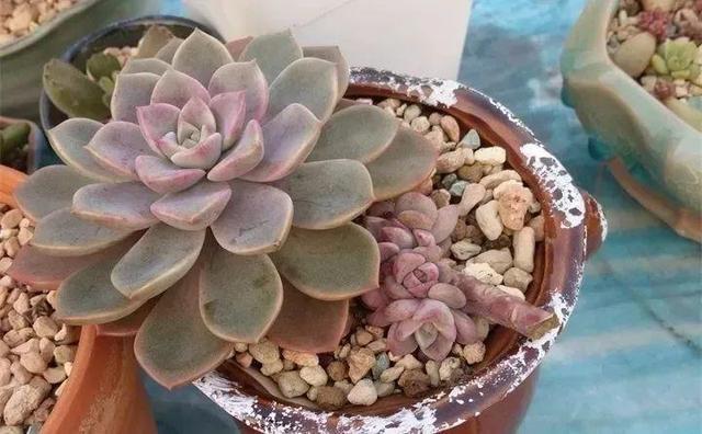 没躲过夏季多肉陡长，学习大神这样做，养成绝美老桩