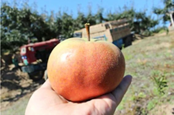 秋季约上三五好友一起去露营烧烤,来延边开始秋天的旅行