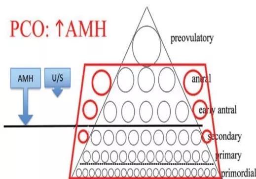amh0.01还有卵泡吗,amh11