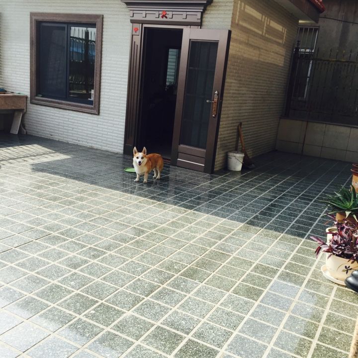 养柯基狗你要注意哪些,养柯基必须知道的几件事