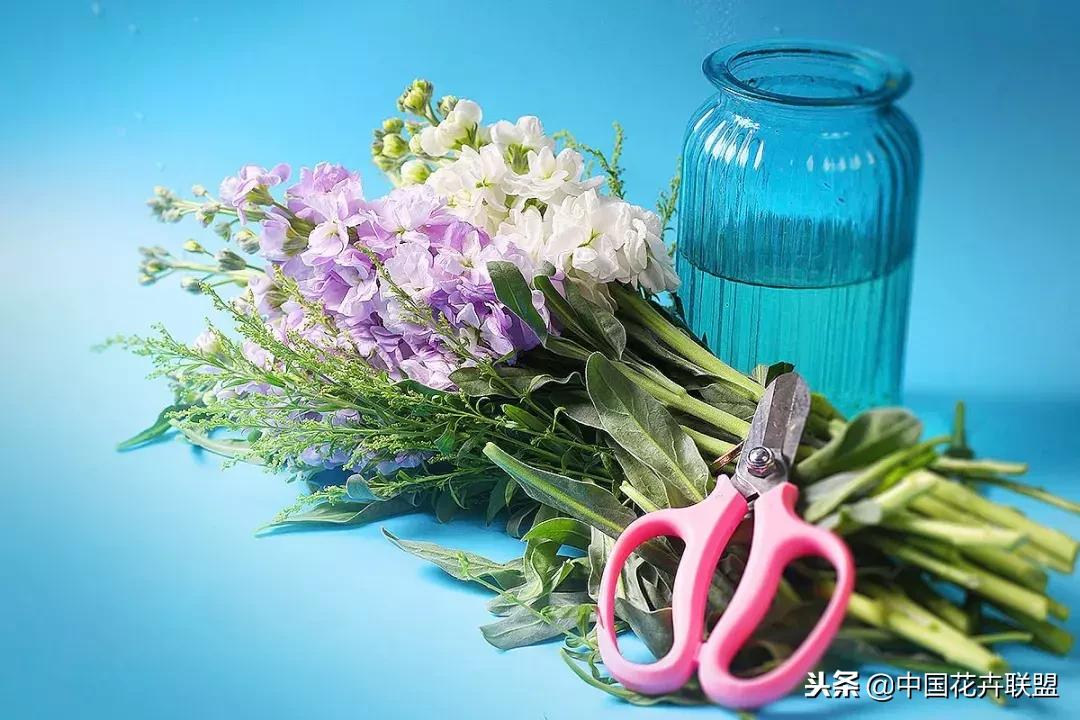 100种鲜花的花语樱花,100种不同花的花语