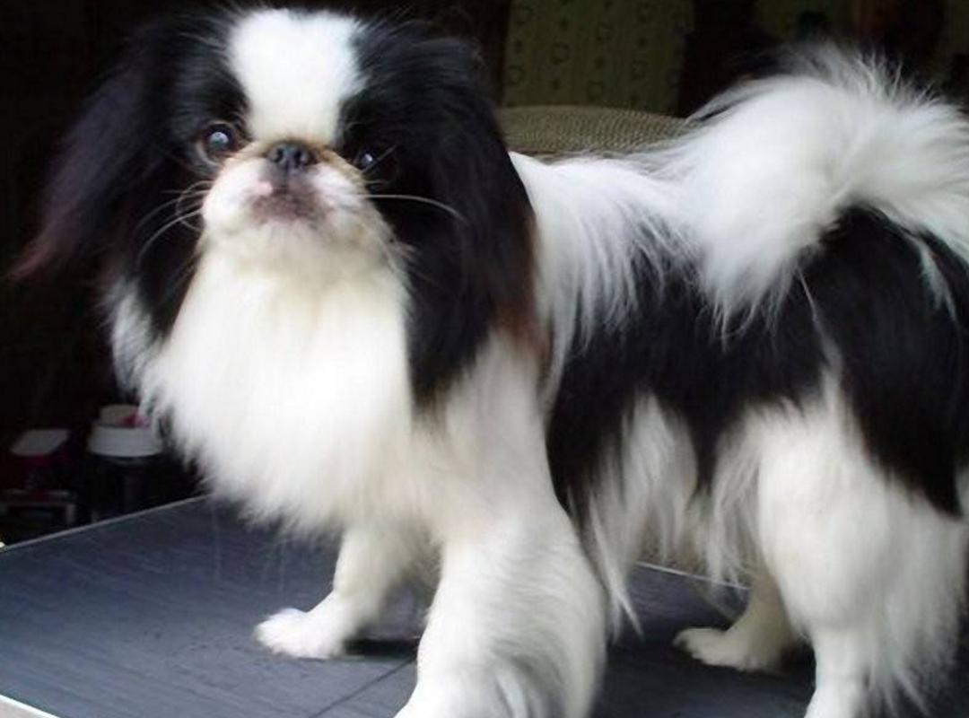 最聪明的十大狗狗品种介绍,史上最全的狗狗品种记得收藏