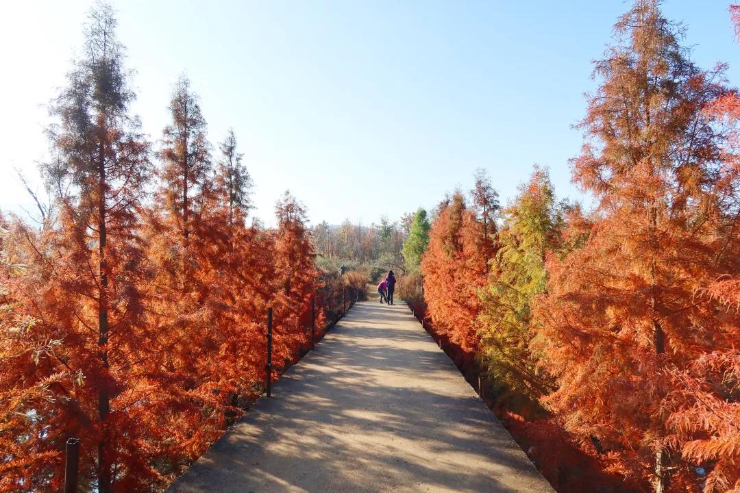 昆明甸尾村的水杉真的太美了,昆明甸尾水杉林网红打卡地