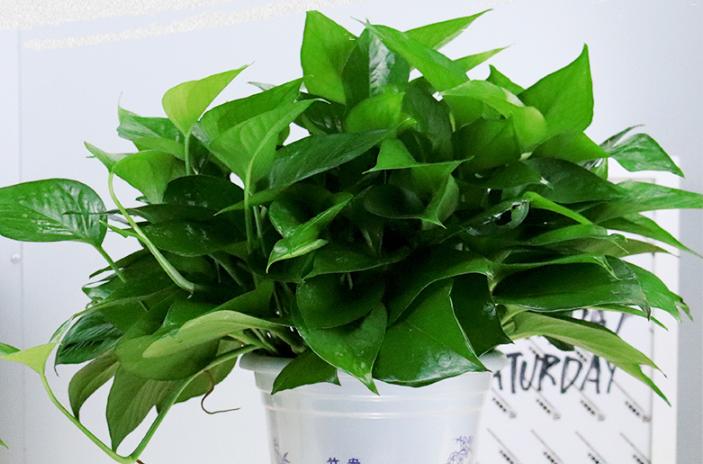 绿萝长期不见光怎么救,绿萝自然状态怎么越冬