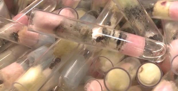 海关截获甲虫怎么处理,海关包裹虫查获