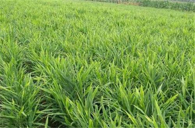 姜芽的正确栽培方法,姜芽种植方法