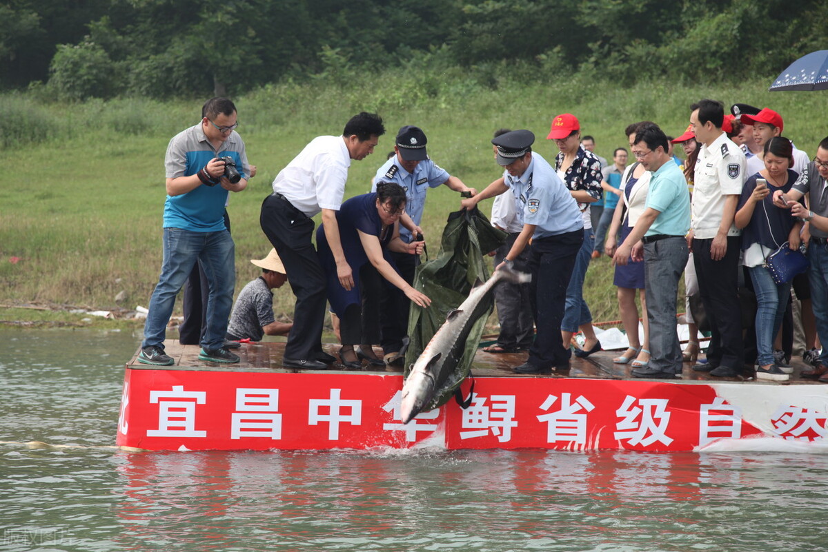 三峡大坝修建后中华鲟怎么产卵,中华鲟能长多大有多少米