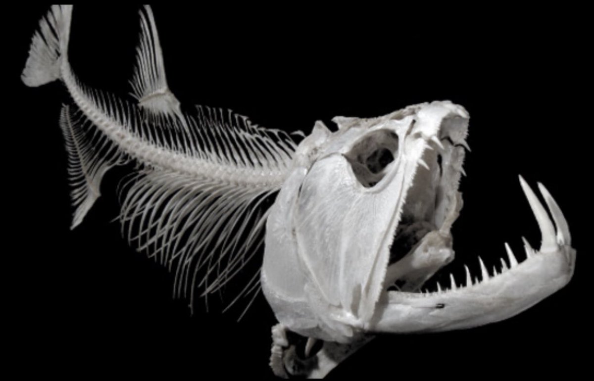 极具攻击性的观赏鱼有哪些,常见的攻击性强的观赏鱼