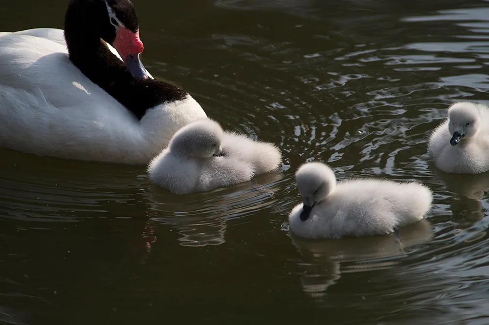 津门网司徒志文:广州动物园——黑颈天鹅