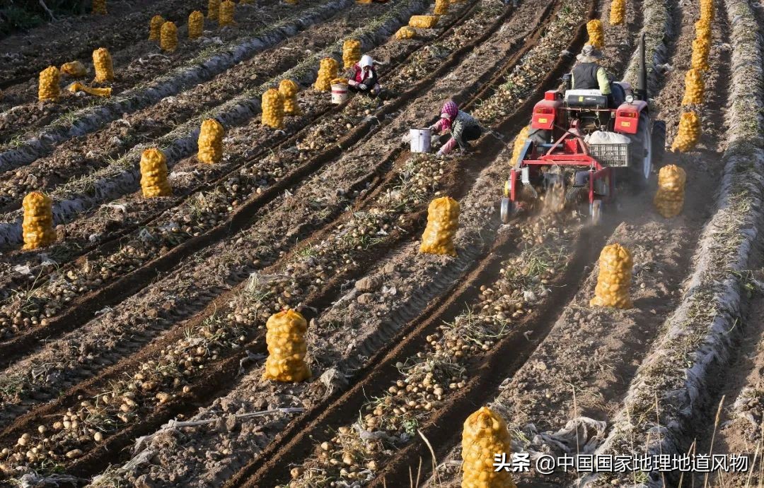 甘肃人的土豆,甘肃人的寿命长吗