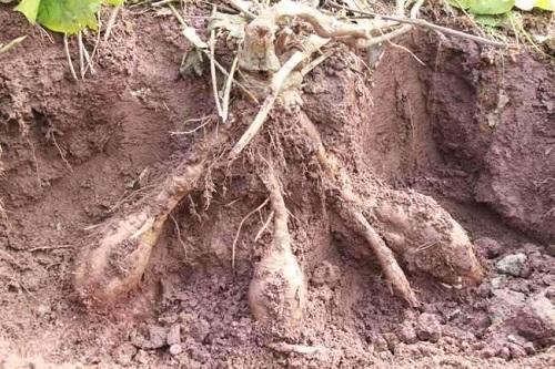 野生干葛根怎么切成片,野生葛根晒干的视频