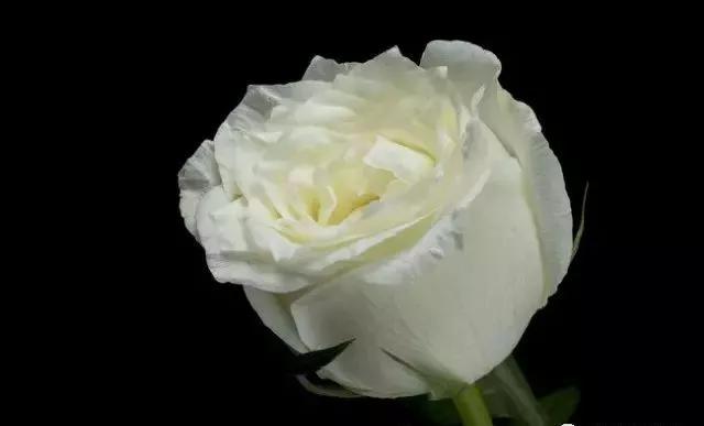 给大家介绍一下玫瑰品种,玫瑰的品种及特点介绍