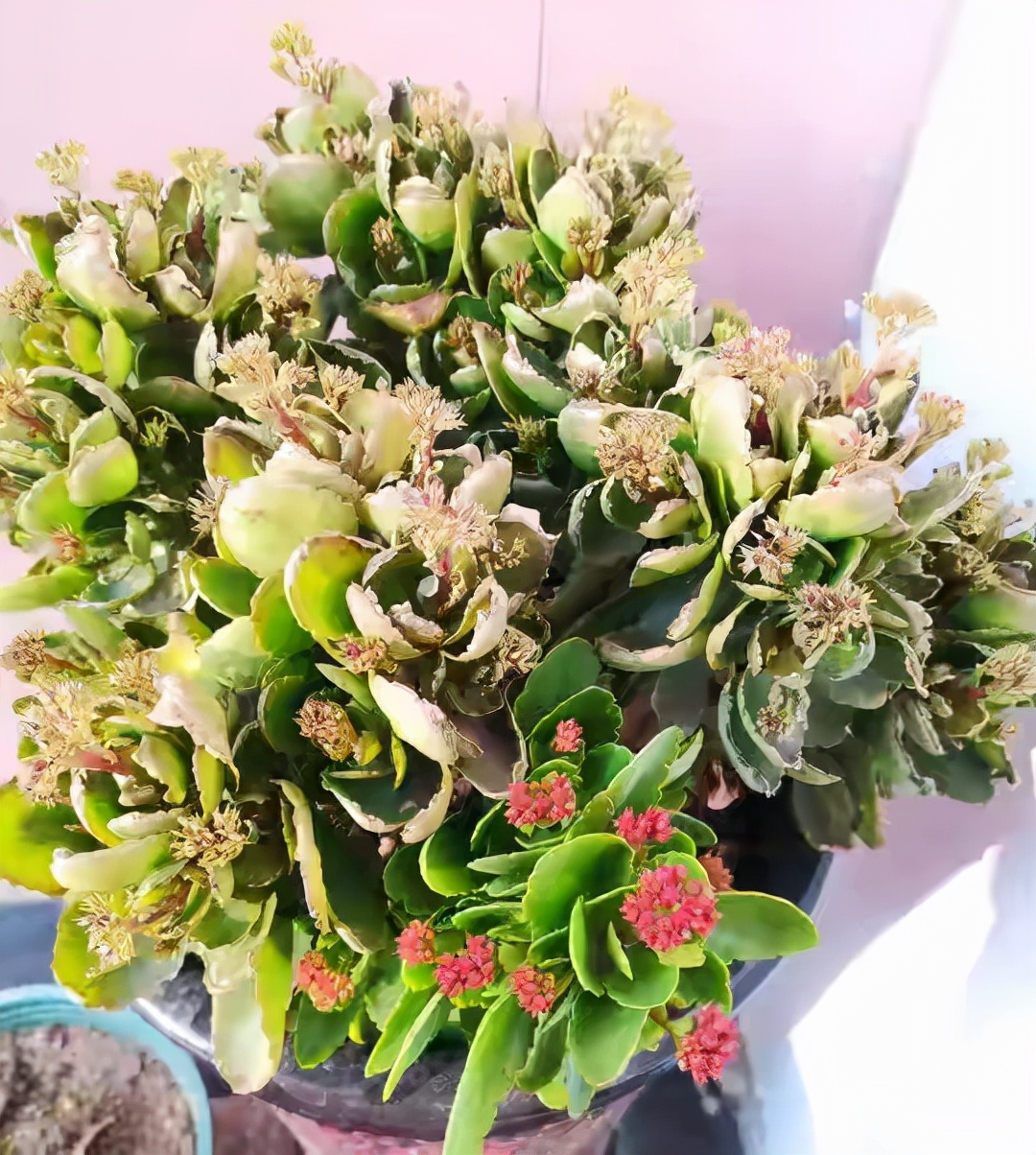 长寿花落蕾处理方法视频,长寿花打花苞