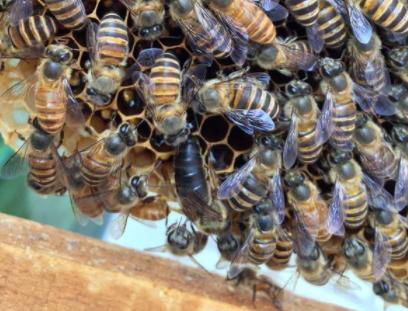 夏季怎样管理中蜂能让蜂群不退群,中蜂没有子脾的蜂群怎么养