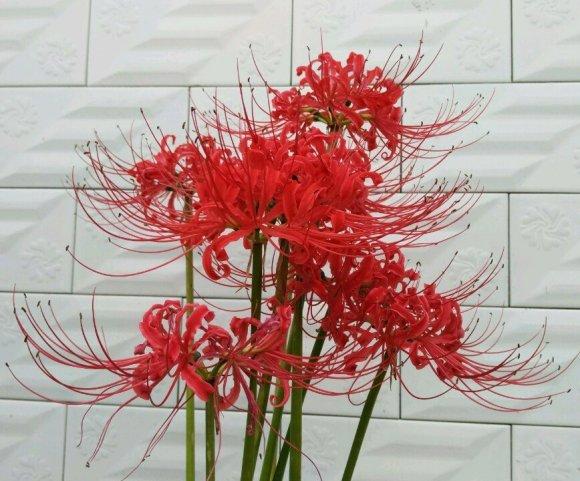 无意间发现了一株幽灵花,大山深处难得一见的幽灵花