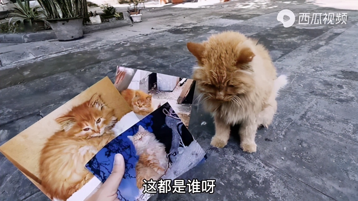 故宫宫猫的历史,故宫宫猫历史