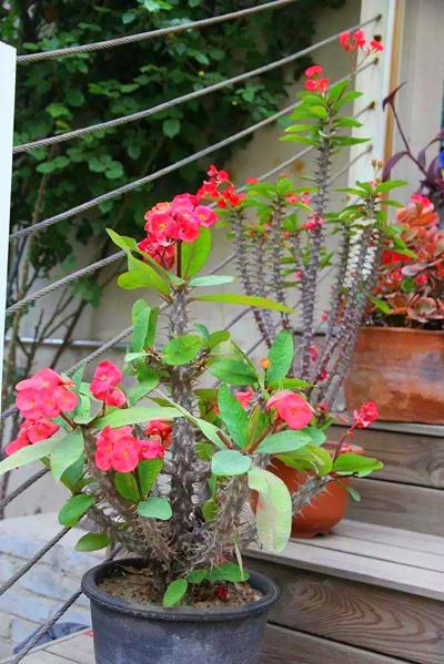 养花土壤“硬邦邦”？改了4个“臭毛病”，松软如面包，养啥都壮