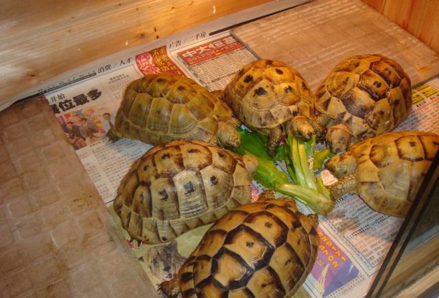 能允许养殖的陆龟,陆龟养殖环境越大越好吗