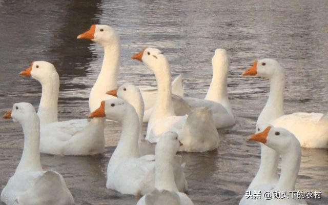 在农村霍乱为鹅禽的常见病,从病原到防治,为您剖析
