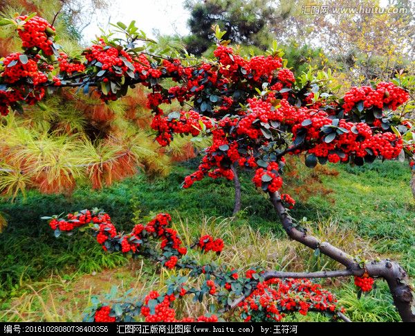 火棘花果图,火棘的观赏方法
