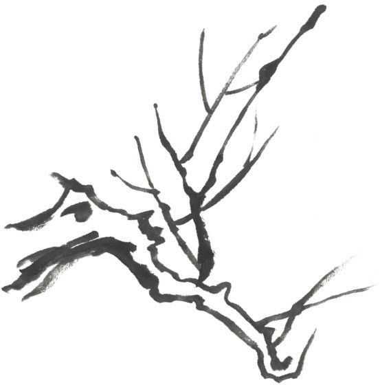 零基础梅花花朵入门画法,零基础学国画梅花入门步骤