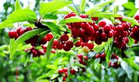 陕西樱桃采摘园大樱桃,西安樱桃采摘基地推荐